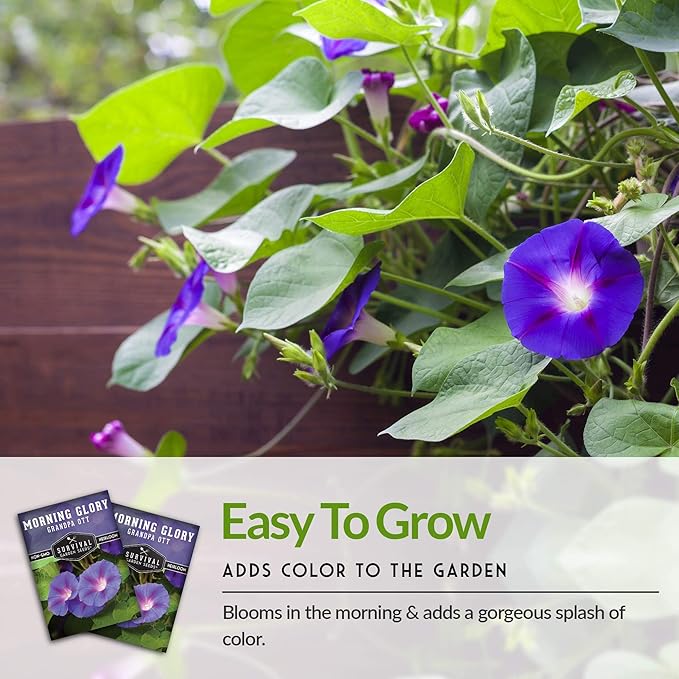 Survival Garden Seeds - Grandpa OTT Morning Glory Seed for Planting - 5 Packs with Instructions to Plant and Grow Ipomoea Purpurea in Your Home Vegetable Garden - Non-GMO Heirloom Variety