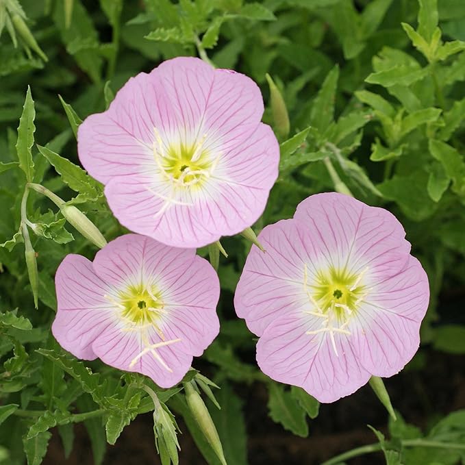 Outsidepride 1/2 lb. Perennial Oenothera Speciosa Showy Evening Primrose Wild Flower Seeds for Planting