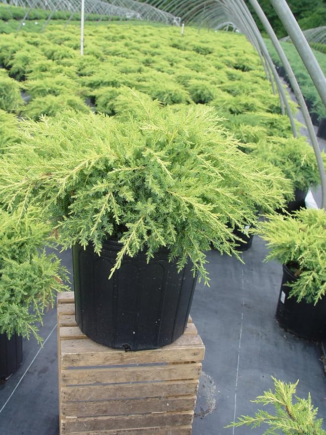 Green Promise Farms JNCGST03 JNCGST Evergreen Plant, 3 Size Container, Light Blue/green