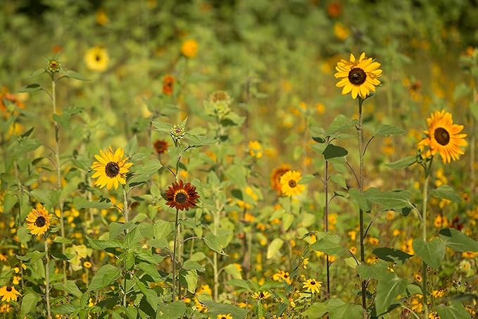 Bentley Thank You Packet - Gracias, Mammoth Sunflower - 25 Packets - Perfect Thank You Gift, Spanish - Non GMO Seeds