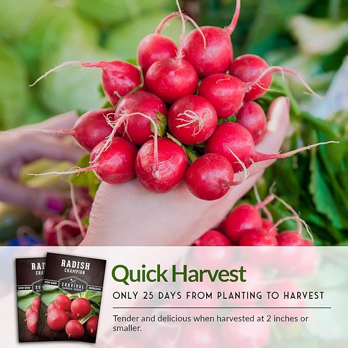 Survival Garden Seeds - Champion Radish Seed for Planting - 2 Packets with Instructions to Plant & Grow Red Radishes in Your Home Vegetable Garden - Non-GMO Heirloom Variety Vegetable Seeds