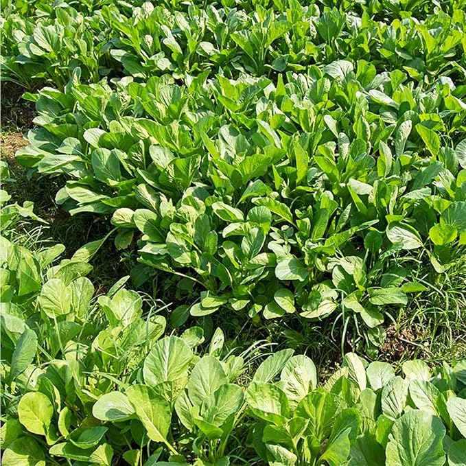 4000+ Florida Broadleaf Mustard Seeds for Planting Vegetable Seeds for Green Leaf Non-GMO Heirloom Garden Seed Small GAI Choi Cải bẹ xanh