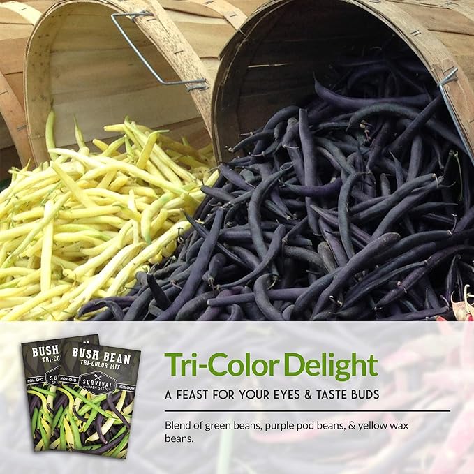 Survival Garden Seeds - Tri-Color Bean Seed for Planting - 2 Packs with Instructions to Plant and Grow Yellow, Purple, and Green Bush Beans in Your Home Vegetable Garden - Non-GMO Heirloom Variety