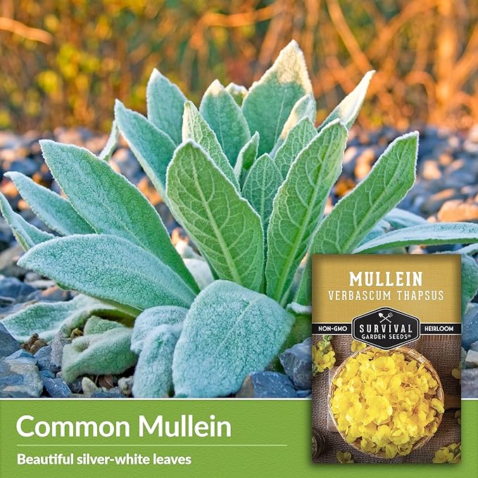 Mullein Seed for Planting - 1 Packet with Instructions to Plant and Grow Medicinal Herb Common Mullein in Your Home Vegetable Garden - Non-GMO Heirloom Variety - Survival Garden Seeds