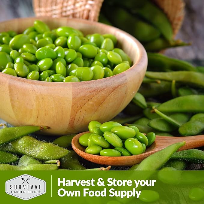 Survival Garden Seeds - Midori Giant Soybean Seed for Planting - 2 Packs with Instructions to Plant and Grow Protein-Rich Edamame Pods in Your Home Vegetable Garden - Non-GMO Heirloom Variety
