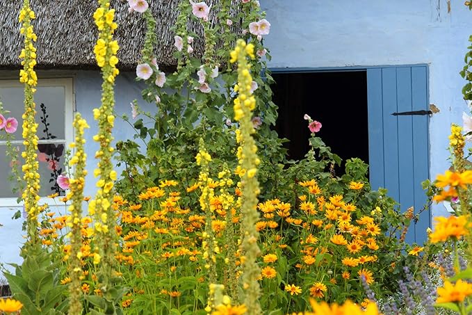 Great Mullein Verbascum thapsus 150 Seeds Heirloom- Non GMO - Open Pollinated