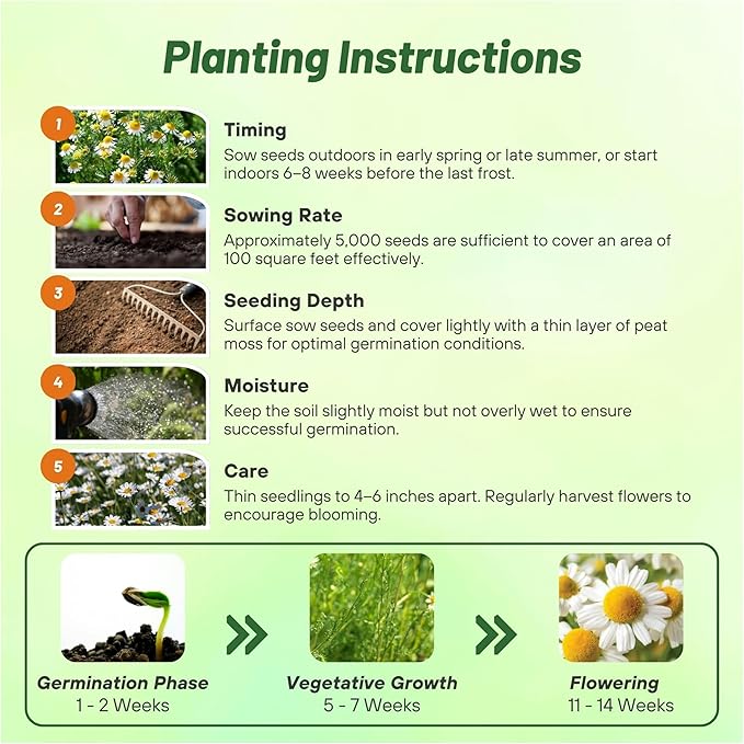 Outsidepride 50000 Seeds Perennial Roman Chamomile Herb Garden Seed for Planting