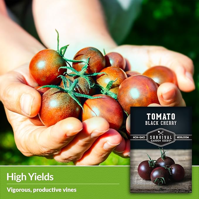 Black Cherry Tomato Seed for Planting - 5 Packets with Instructions to Plant & Grow Reddish-Purple Cherry Tomatoes in Your Home Vegetable Garden - Non-GMO Heirloom Variety - Survival Garden Seeds
