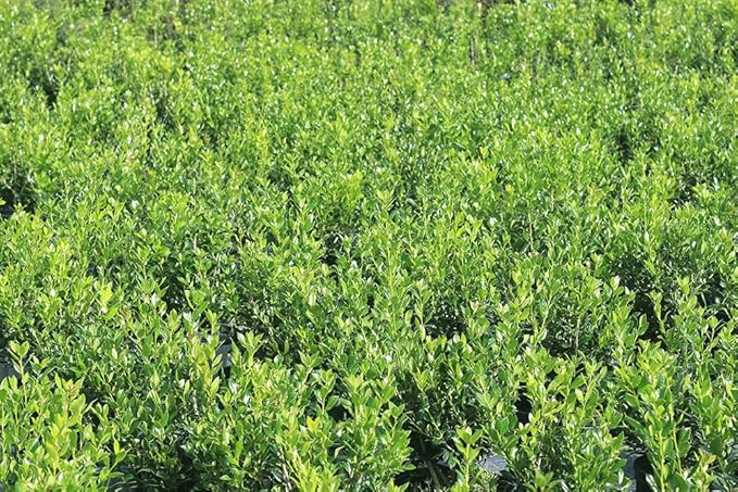Needlepoint Holly - Size: 3 Gallon, Live Plant, Includes Special Blend Fertilizer & Planting Guide