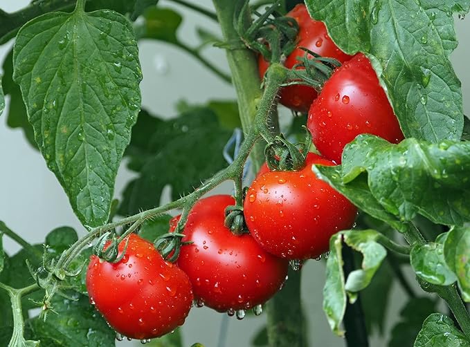 Set of 25 Premium Vegetable & Herb Seeds - 25 Deluxe Variety Premium Vegetable & Herb Garden 100% Non-GMO Heirloom
