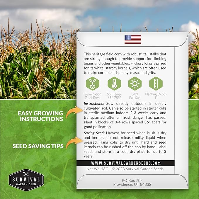 Hickory King Corn Seed for Planting - 2 Packets with Instructions to Plant and Grow White Field or Dent Corn in Your Home Vegetable Garden - Non-GMO Heirloom Variety - Survival Garden Seeds