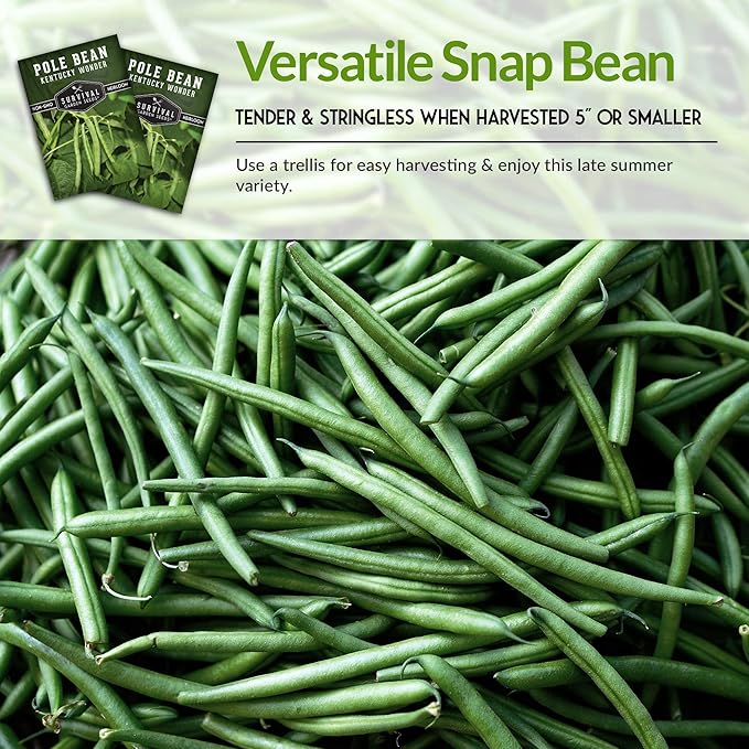 Survival Garden Seeds - Kentucky Wonder Pole Bean Seed for Planting - 5 Packs with Instructions to Plant and Grow Green Snap Beans in Your Home Vegetable Garden - Non-GMO Heirloom Variety