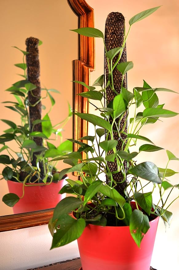 Mosser Lee Sphagnum Moss Pole for Indoor Plants, Monstera Moss Pole, Plant Pole Made in USA - Ideal for Climbing Plants, Enhances Plant Growth & Stability - 18" Height