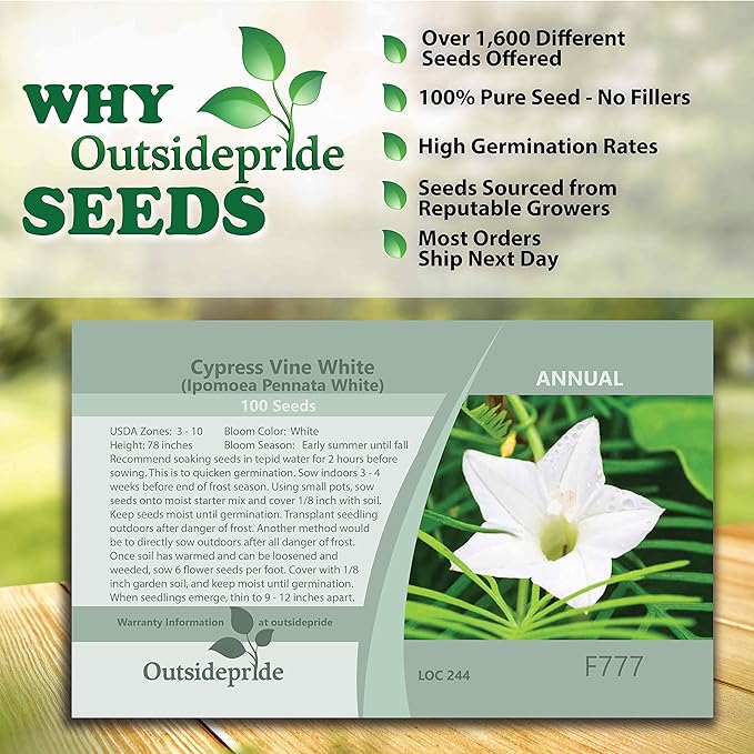 Outsidepride 200 Seeds Annual White Cypress Vine Flower Seeds for Planting