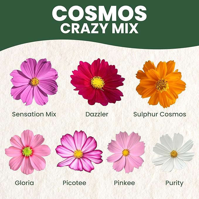 Crazy Cosmos Mix - Large 2,500mg Envelope - 300 Flower Seeds for Planting - Cosmos bipinnatus
