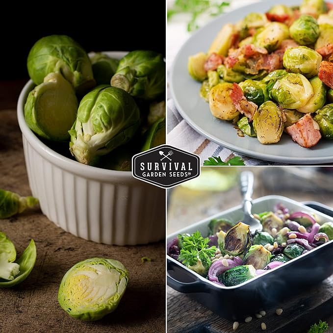 Survival Garden Seeds - Catskill Brussels Sprouts Seed for Planting - Packet with Instructions to Plant and Grow Tasty Cruciferous Vegetables in Your Home Vegetable Garden - Non-GMO Heirloom Variety