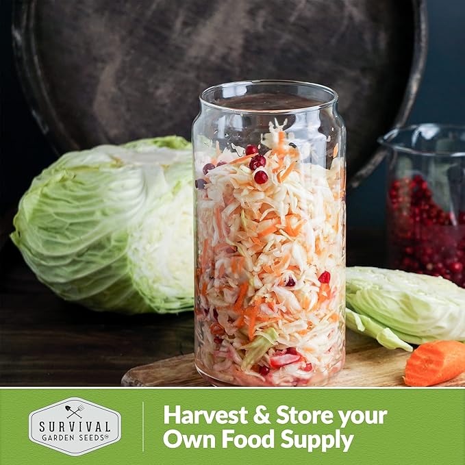 Survival Garden Seeds - Early Round Dutch Cabbage Seed for Planting - 2 Packs with Instructions to Plant and Grow Green Cabbages in Your Home Vegetable Garden - Non-GMO Heirloom Variety