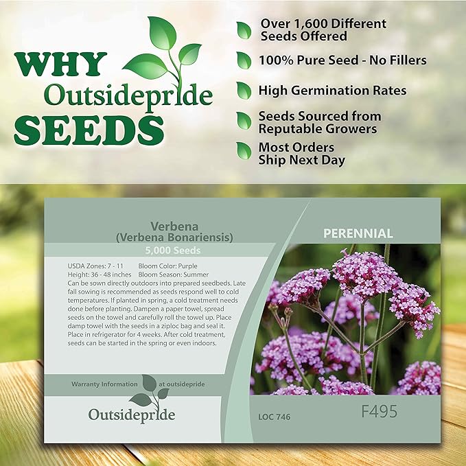Outsidepride 5000 Seeds Perennial Verbena Bonariensis Purpletop Vervain Flower Seeds for Planting