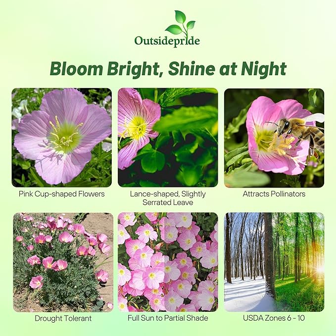 Outsidepride 1/8 lb. Perennial Oenothera Speciosa Showy Evening Primrose Wild Flower Seeds for Planting