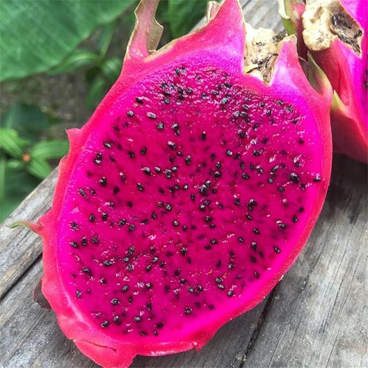Garden Plants Seeds 100+ Red Dragon Fruit Seeds Pitaya Pitahaya Hylocereus Undatus Cactus Grow Rare