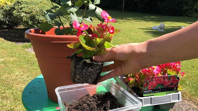Begonia Potting Mix - Promote Strong Roots and Stunning Blooms with Our Premium Blend - 4 Quart