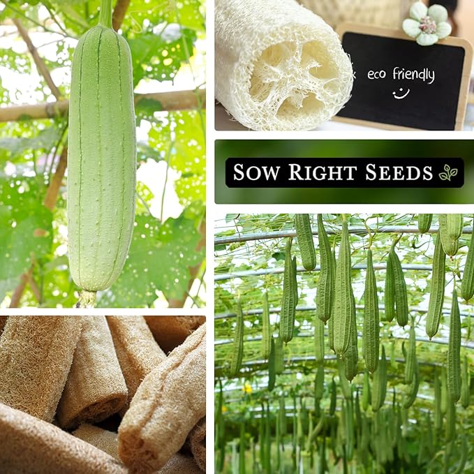 Sow Right Seeds - Luffa Gourd Seed for Planting - Non-GMO Heirloom Packet with Instructions to Plant a Home Vegetable Garden - Grow Your Own Loofah Sponge at Home - Show Off Unique Gourds (3)