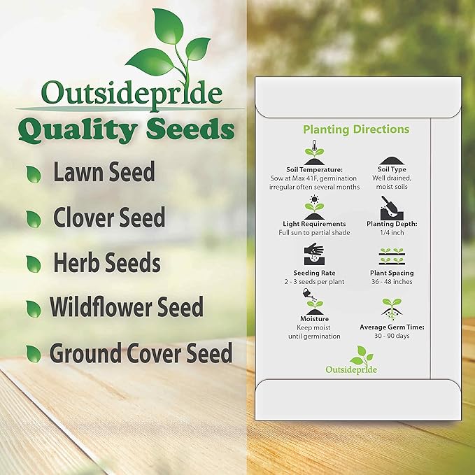 Outsidepride 1000 Seeds Biennial Arctium Lappa Burdock Herb Garden Seeds for Planting