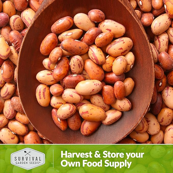 Pinto Bean Seeds for Planting - 5 Packets with Instructions for Growing Mottled/Peruano Beans in The Home Vegetable Garden - Non-GMO Open-Pollinated Heirloom & Untreated - Survival Garden Seeds