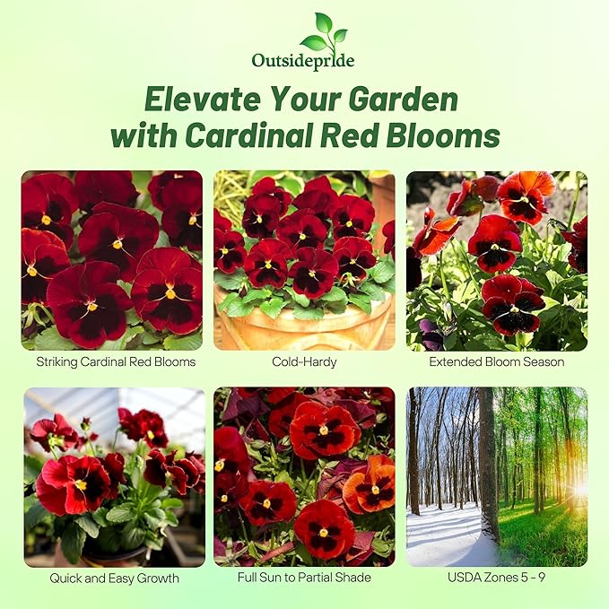 Outsidepride 2000 Seeds Viola Pansy Red Alpenglow Flower Seeds for Planting