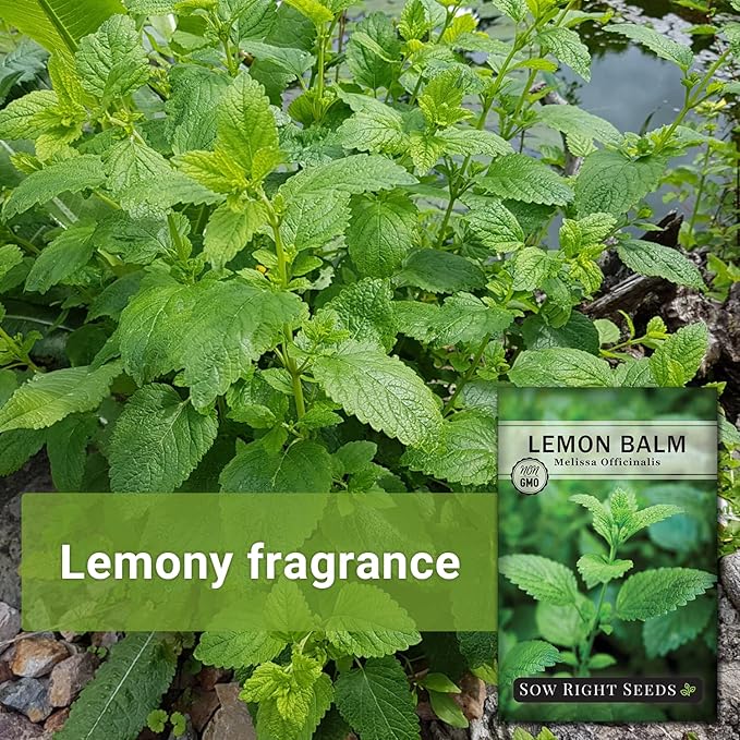 Sow Right Seeds - Lemon Balm Seeds for Planting - Non-GMO Heirloom Packet with Instructions - Easy to Grow Herb Garden - Aromatic Herb and Great for Herbal Teas - Perennial Mint Relative (2)