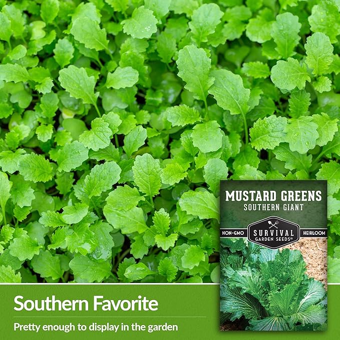 Survival Garden Seeds - Southern Giant Mustard Greens Seed for Planting - 5 Packets with Instructions to Grow Spicy Brassica Juncea Leaves in Your Home Vegetable Garden - Non-GMO Heirloom Variety