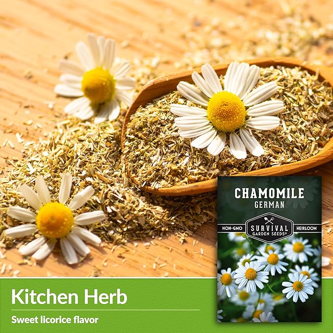 German Chamomile Seeds for Planting - 2 Packets with Instructions to Plant and Grow Matricaria chamomilla in Your Home Herb Garden - Non-GMO Heirloom Variety - Survival Garden Seeds
