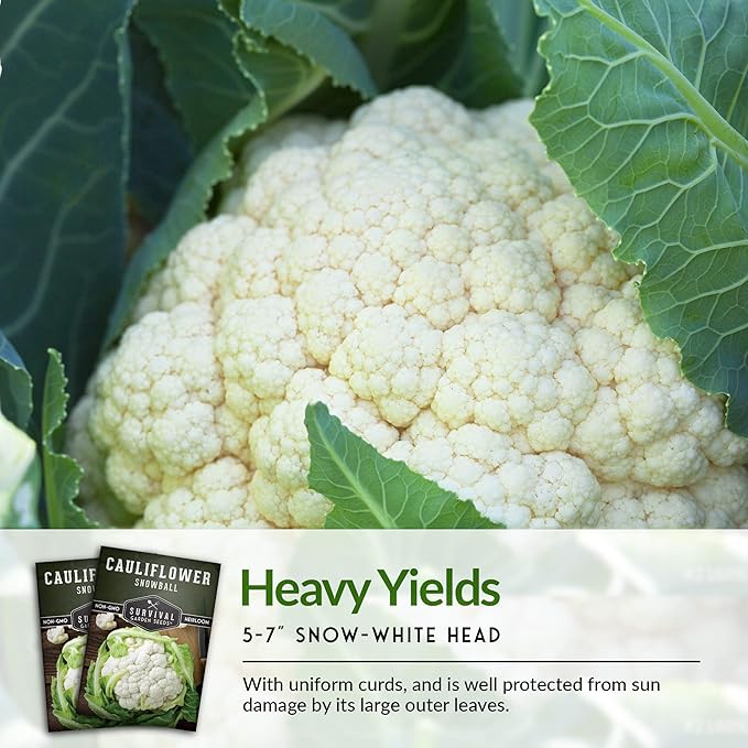 Snowball Cauliflower Seed for Planting - 2 Packets with Instructions to Plant & Grow Amazing White Vegetables in Your Home Vegetable Garden - Non-GMO Heirloom Variety - Survival Garden Seeds