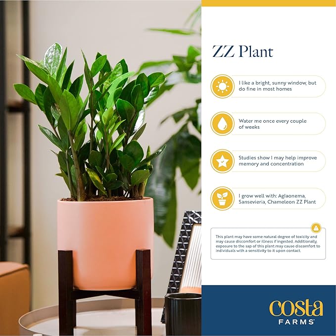 Costa Farms ZZ Live Indoor Tabletop Plant in 6-Inch Grower Pot
