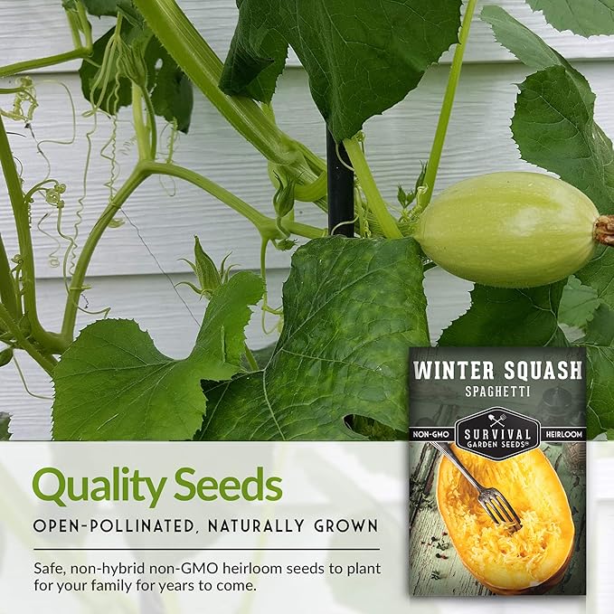 Survival Garden Seeds - Spaghetti Squash Seed for Planting - 5 Packets with Instructions to Plant and Grow Low Carb Healthy Winter Squash in Your Home Vegetable Garden - Non-GMO Heirloom Variety