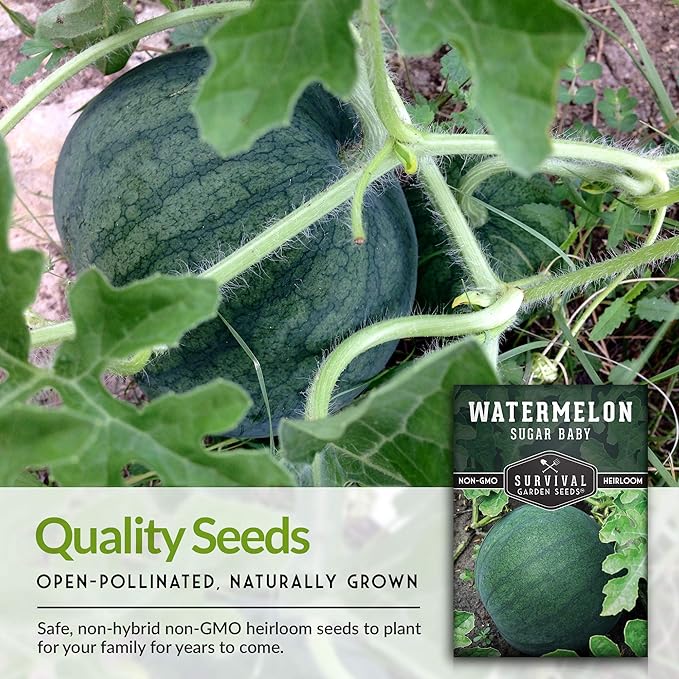 Survival Garden Seeds - Sugar Baby Watermelon Seed for Planting - 5 Packs with Instructions to Plant and Grow Little Round Watermelons in Your Home Vegetable Garden - Non-GMO Heirloom Variety