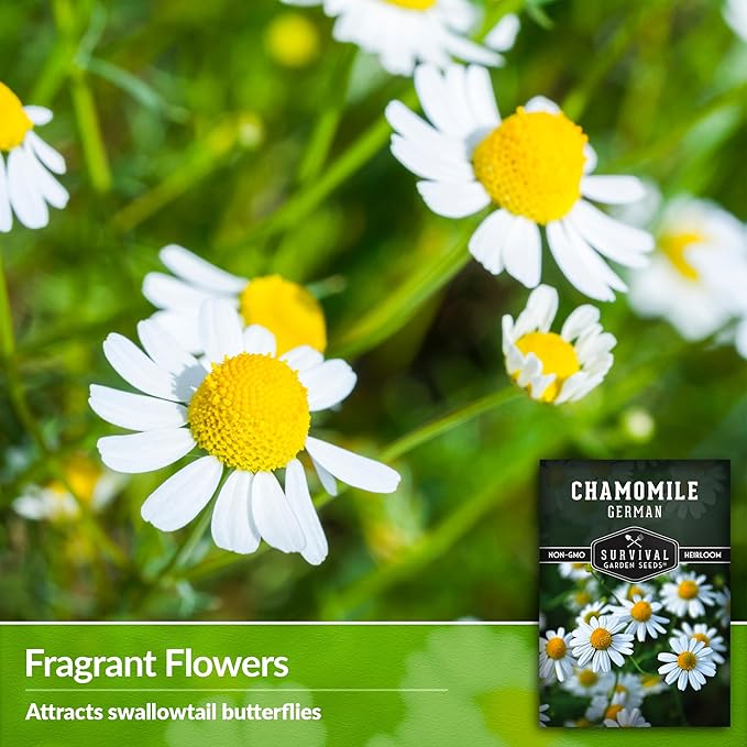 German Chamomile Seeds for Planting - 2 Packets with Instructions to Plant and Grow Matricaria chamomilla in Your Home Herb Garden - Non-GMO Heirloom Variety - Survival Garden Seeds