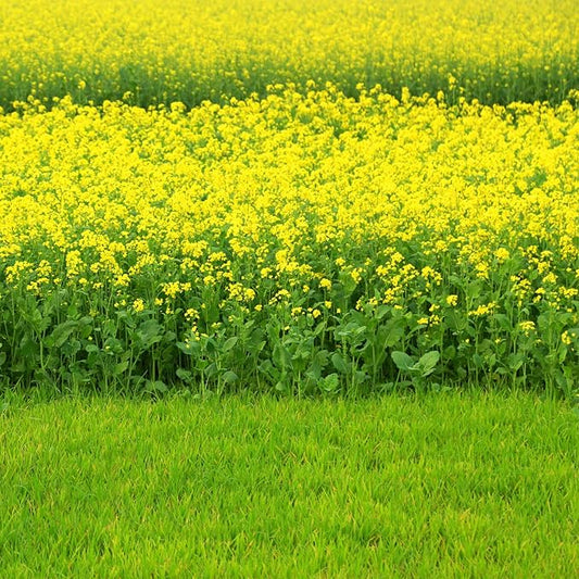 Outsidepride 10000 Seeds Annual Black Mustard Herb Garden Seed for Microgreens, Sprouts, & Cooking