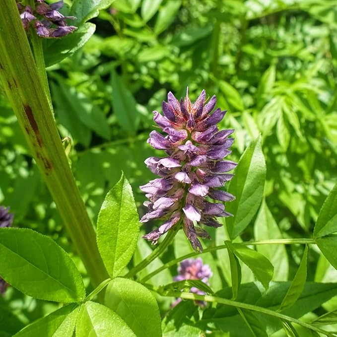 Outsidepride 200 Seeds Perennial Glycyrrhiza Glabra Licorice Root Herb Garden Seed for Planting