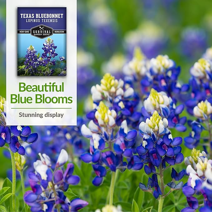 Texas Bluebonnet Seed for Planting - 2 Packets with Instructions to Plant & Grow Lupinus Texenisis in Your Home Wildflower Garden - Non-GMO Heirloom Variety- Survival Garden Seeds - Drought Resistant