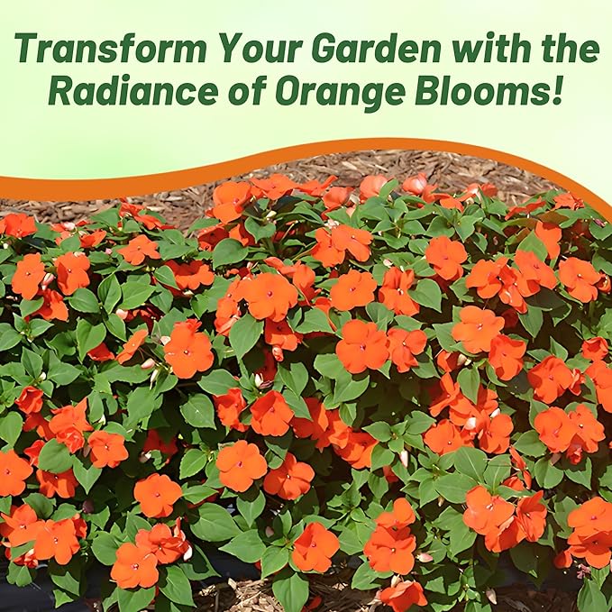 Outsidepride 50 Seeds Orange Impatiens Garden Flower Seeds for Planting