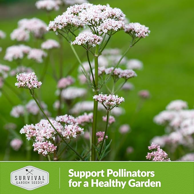 Valerian Seeds for Planting - 1 Packet with Instructions to Plant and Grow Medicinal Herb Valeriana Officinalis in Your Home Herb Garden - Non-GMO Heirloom Variety - Survival Garden Seeds