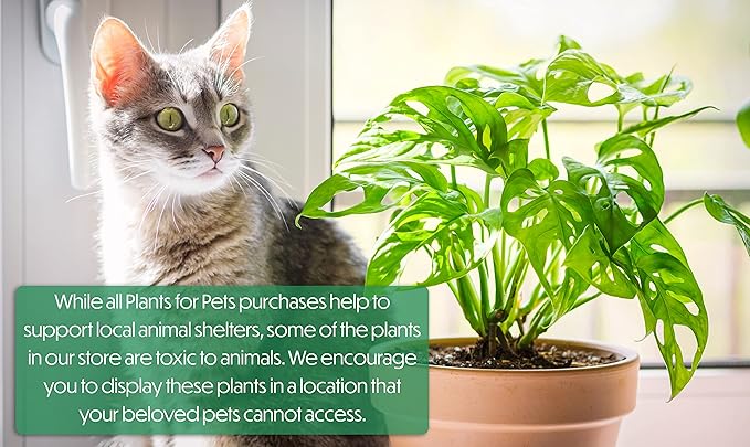 Arrowhead Plant Kit (4 Pack),4 Inch Pots for Plants,Syngonium Plant Live,Plant Gifts for Plant Lovers,Vine Plants Indoor Live,Rooted Live Plants Indoor Plants Live Houseplants by Plants for Pets,Black