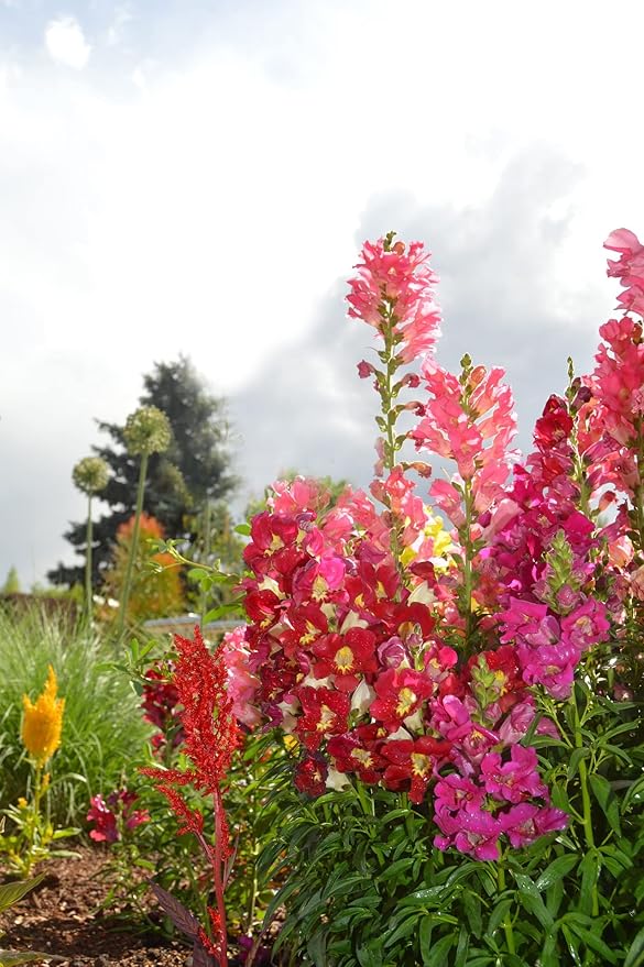 Set of Flower Seed Packets! Flower Seeds in Bulk - Great for Creating The Garden of Your Dreams! (100, Cut Flower Mix)