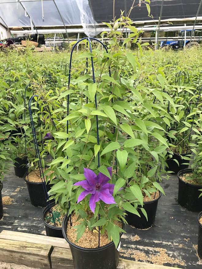 Raymond Evison Clematis - Clematis Edda (Clematis) Perennial, purple flowers with dark red bar, 8`` - Size Container