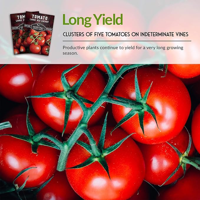Survival Garden Seeds - Large Red Cherry Tomato Seed for Planting - 3 Packets with Instructions to Plant and Grow Tomatoes in Your Home Vegetable Garden - Non-GMO Heirloom Variety