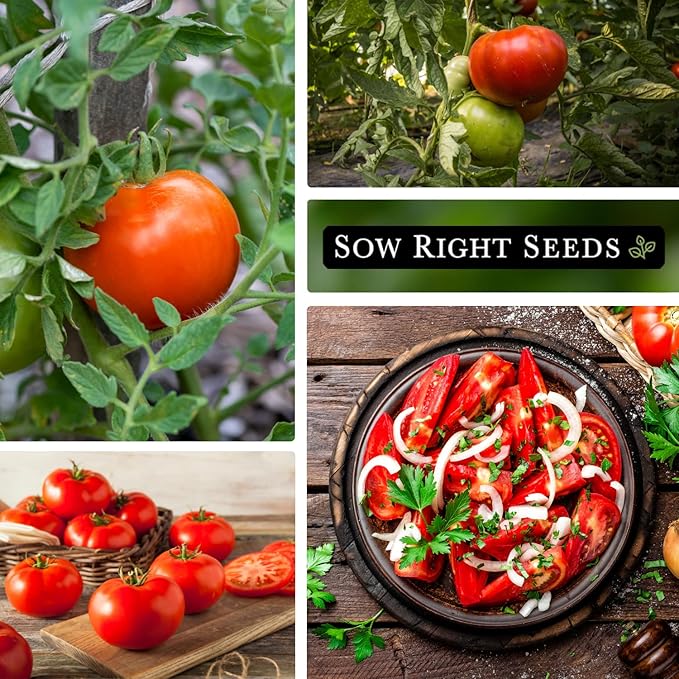 Sow Right Seeds - Beefsteak Tomato Seeds for Planting - Non-GMO Heirloom Packet with Instructions to Plant a Home Vegetable Garden - Indeterminate, Super Large and Bright Red Fruits (3)