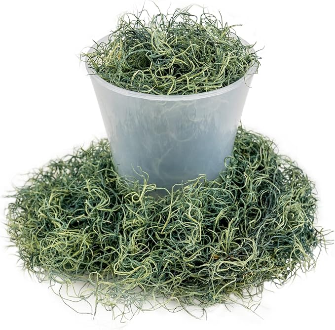 Premium Spanish Moss in Basil| Natural Preserved - Great Ground Cover - Filler for Potted Plants - by GARDENERA - 1 Quart Bag