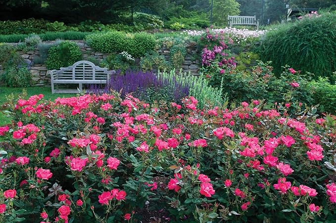 Green Promise Farms Rosa `Knock Out` (Reblooming) Rose, #3 Size Container, red flower