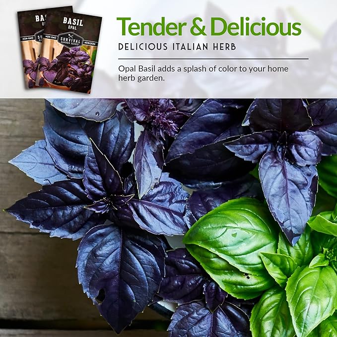 Survival Garden Seeds - Opal Basil Seed for Planting - Packet with Instructions to Plant and Grow Delicious & Unique Purple Basil Herb Plants in Your Home Vegetable Garden - Non-GMO Heirloom Variety